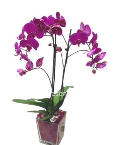 Phaleonopsis