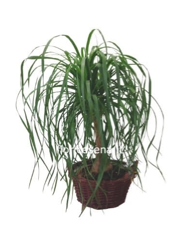 Pianta di beucarnea (cd mangiafumo)