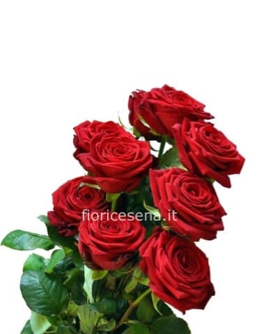 Rose rosse a stelo