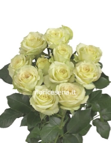 Rose bianche a steli