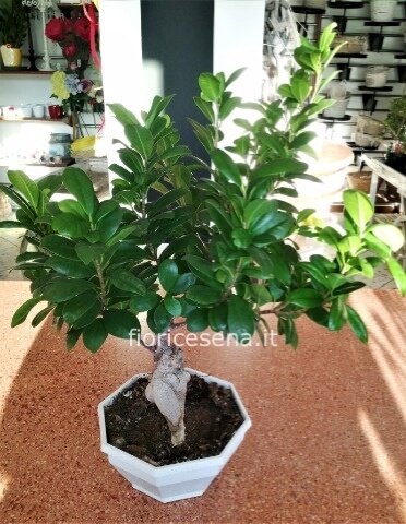 Bonsai Ficus retusa