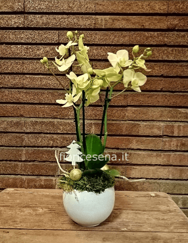Orchidea Phalaenopsis su contenitore in ceramica » La Rosa Nera, il tuo  Fiorista a Cesena - consegna fiori Cesena, bouquets, mazzi di fiori Cesena,  mazzi di rose