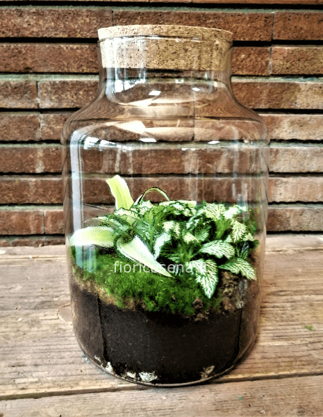 Terrarium con piante